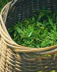Organic Longjing Green Tea