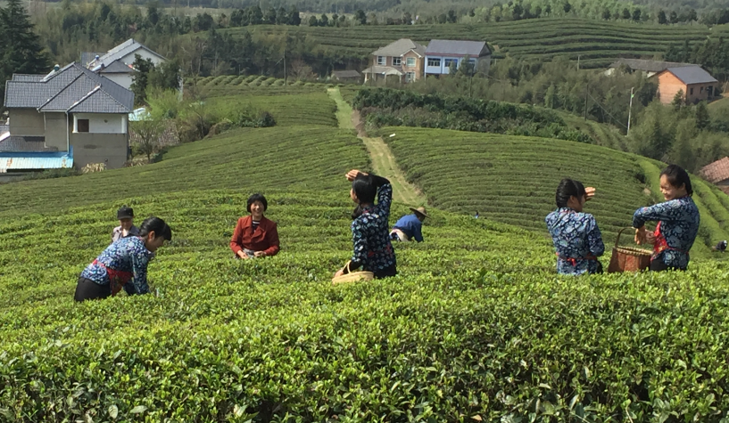 China Tea Collection: The Art of Tea