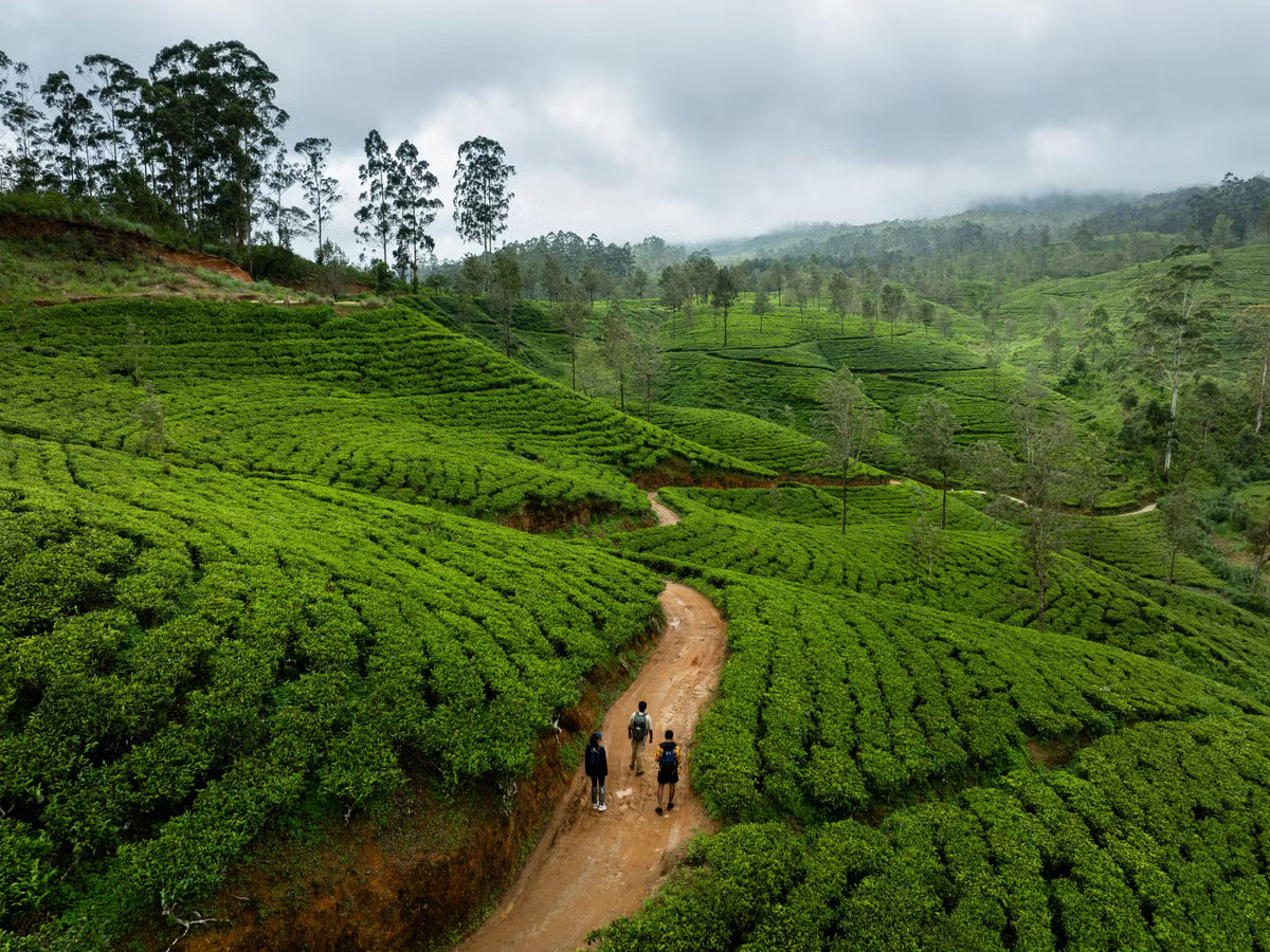Sri Lanka Tea Collection