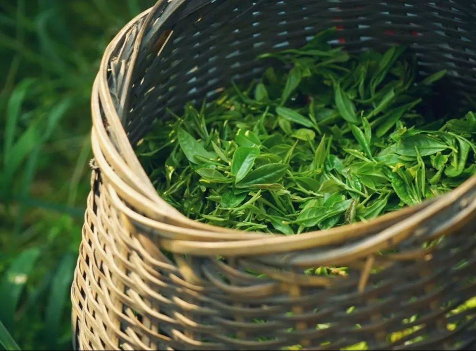 Organic Longjing Green Tea